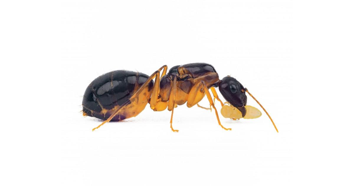 Image of Carpenter Ant