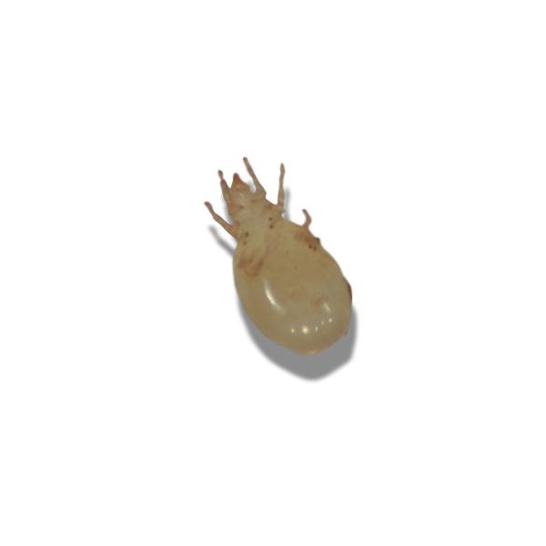 Image of Storage Mites