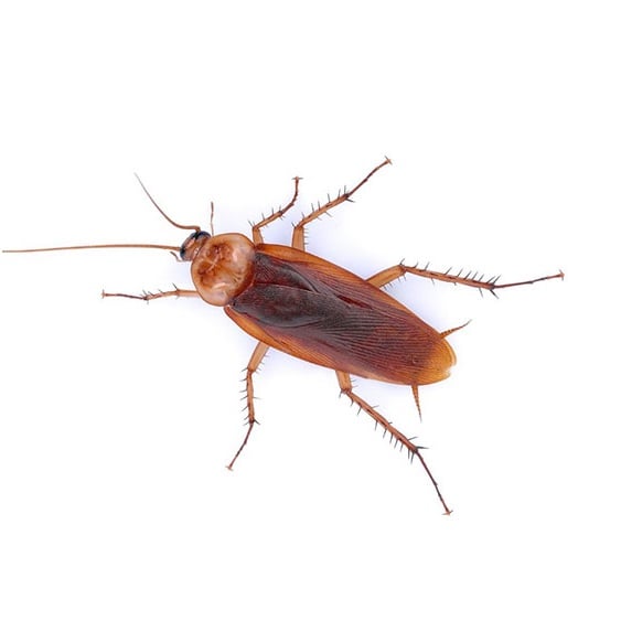 Image of American Cockroach