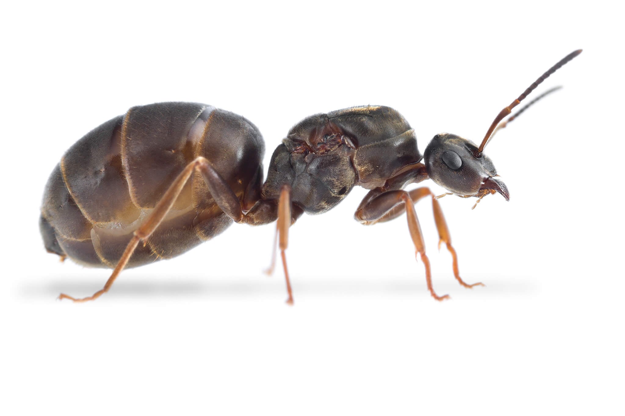 Image of Black Garden Ant