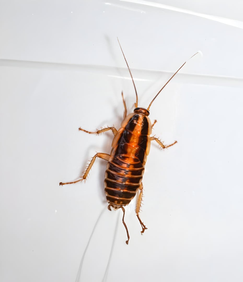 Image of German Cockroach