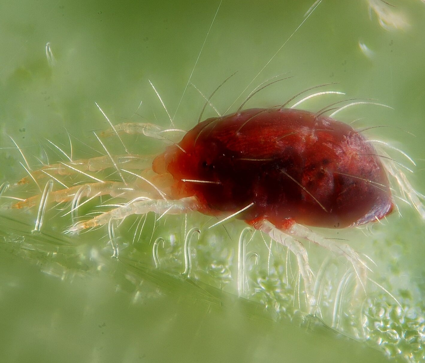 Image of Greenhouse Mites (Spider Mites)