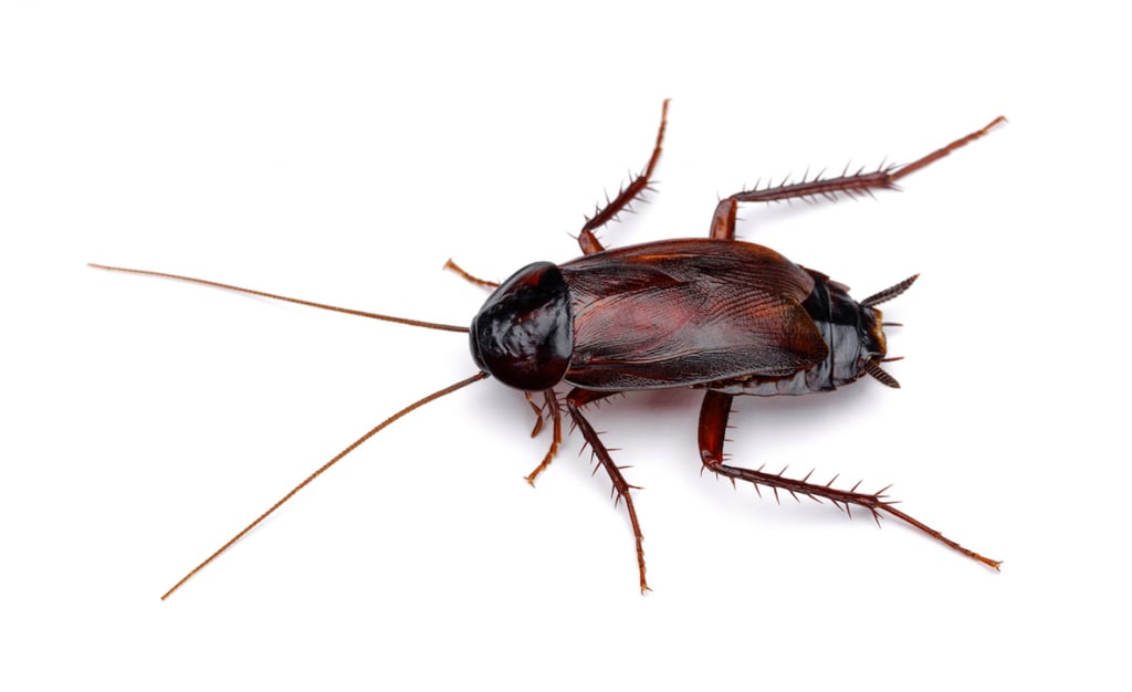 Image of Oriental Cockroach