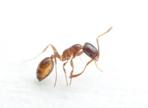 Image of Pharaoh Ant