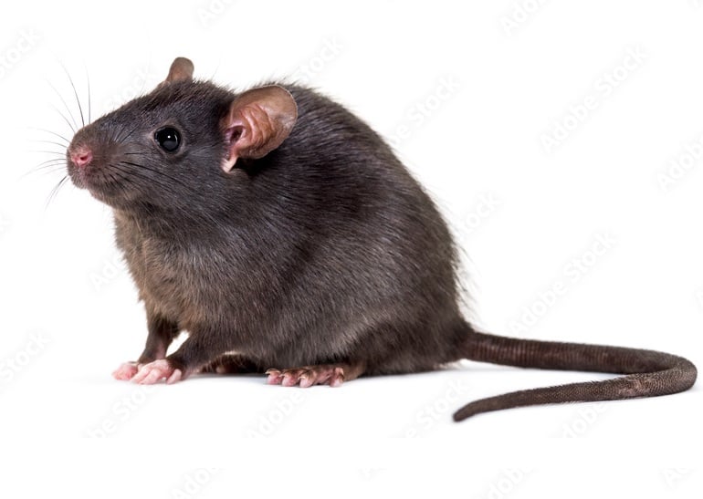 Image of Black Rat