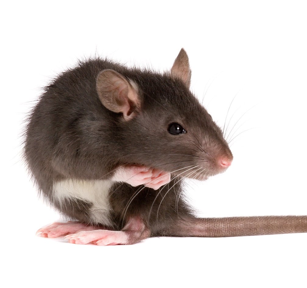 Image of Brown Rat