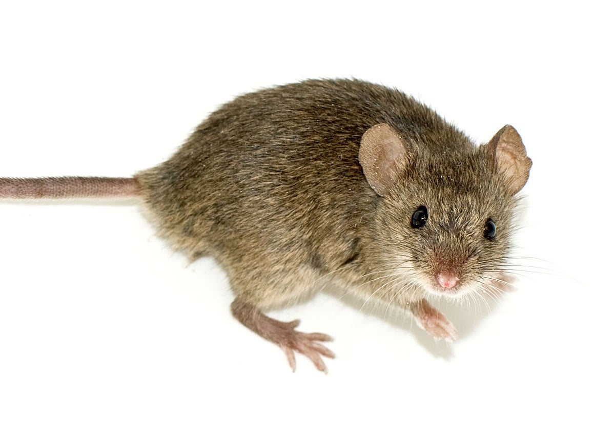 Image of Mouse