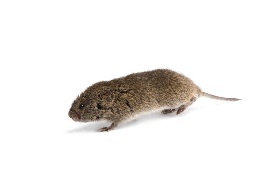 Image of Vole